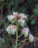 Image of Phacelia secunda J. F. Gmel.