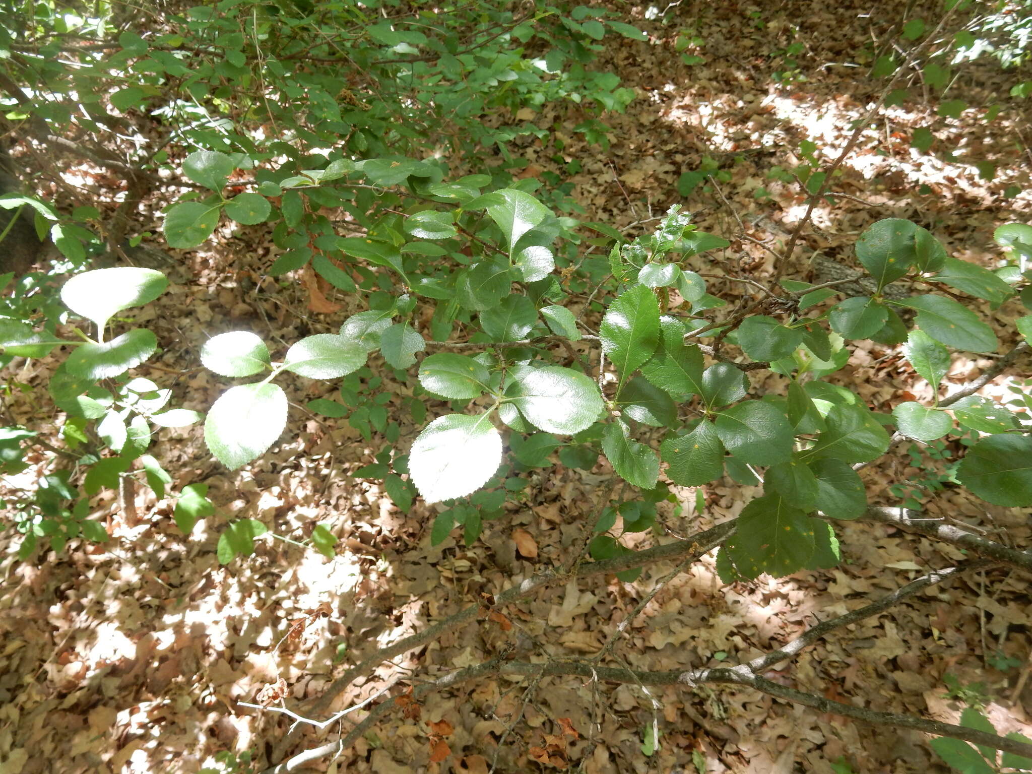 Image of Crataegus viridis var. glabriuscula (Sarg.) J. B. Phipps