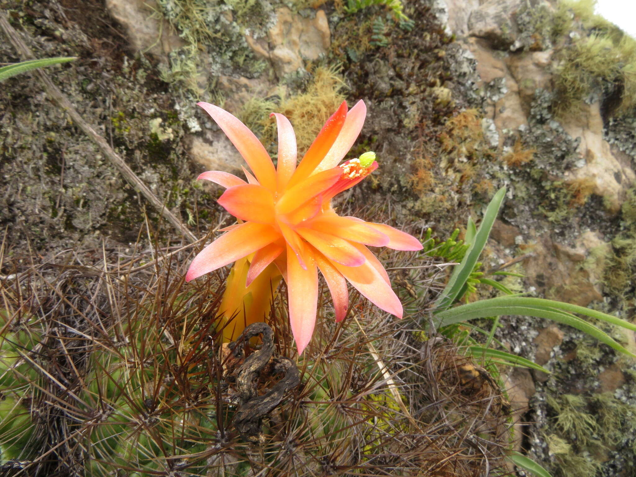 Image of Matucana aurantiaca (Vaupel) Buxb.