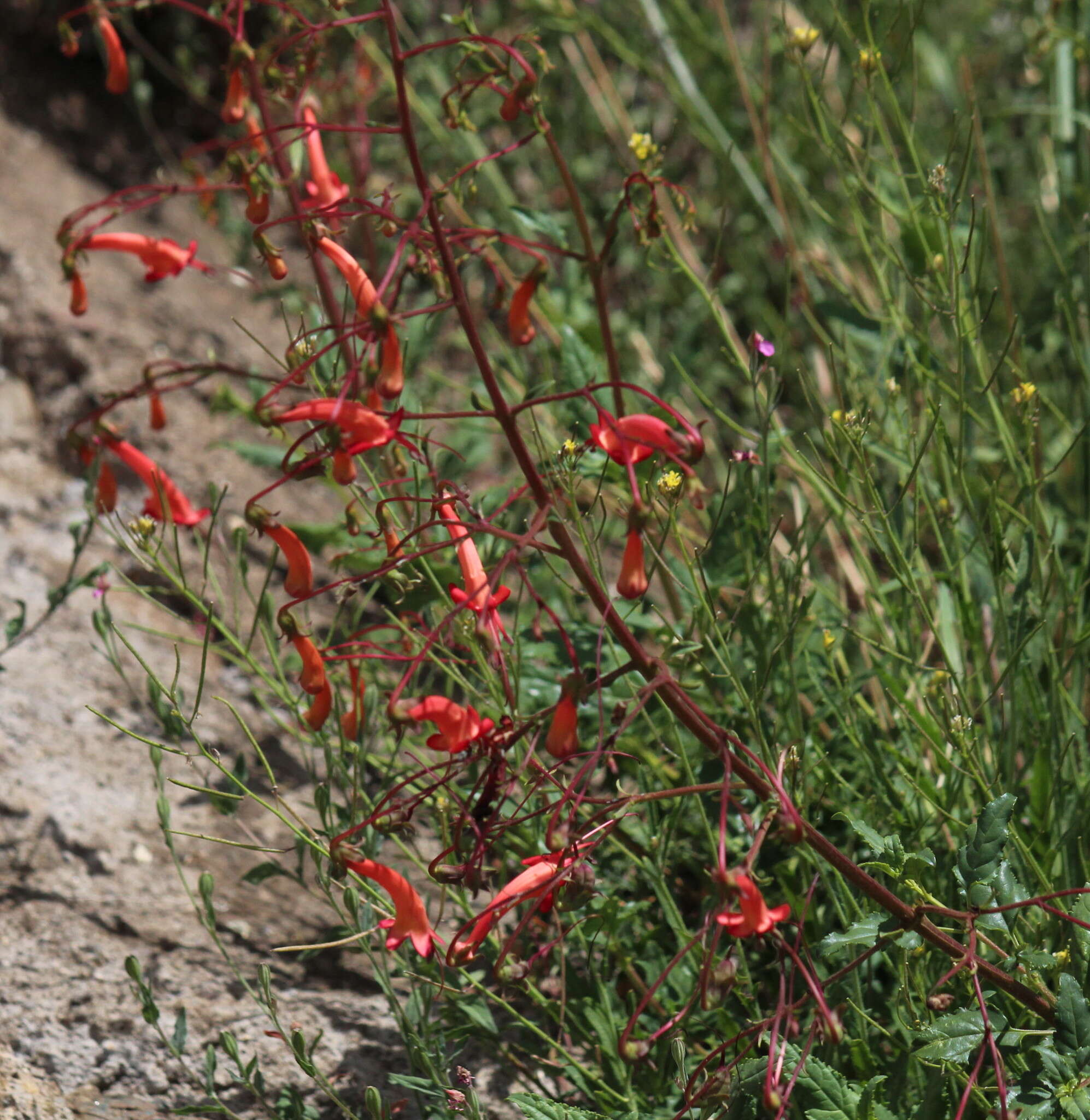 Imagem de Phygelius capensis E. Mey. ex Benth.