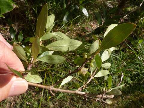 Imagem de Coprosma conferta A. Cunn.