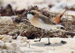 Image of Charadrius marginatus tenellus Hartlaub 1861