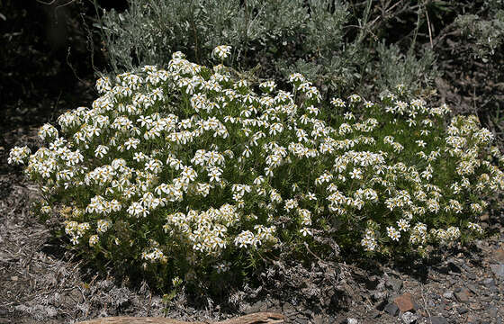 Image of Sierra linanthus