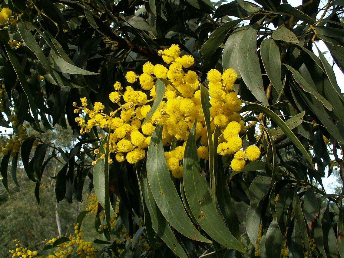 Sivun Acacia pycnantha Benth. kuva