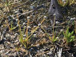 Image of Gulf Pipewort