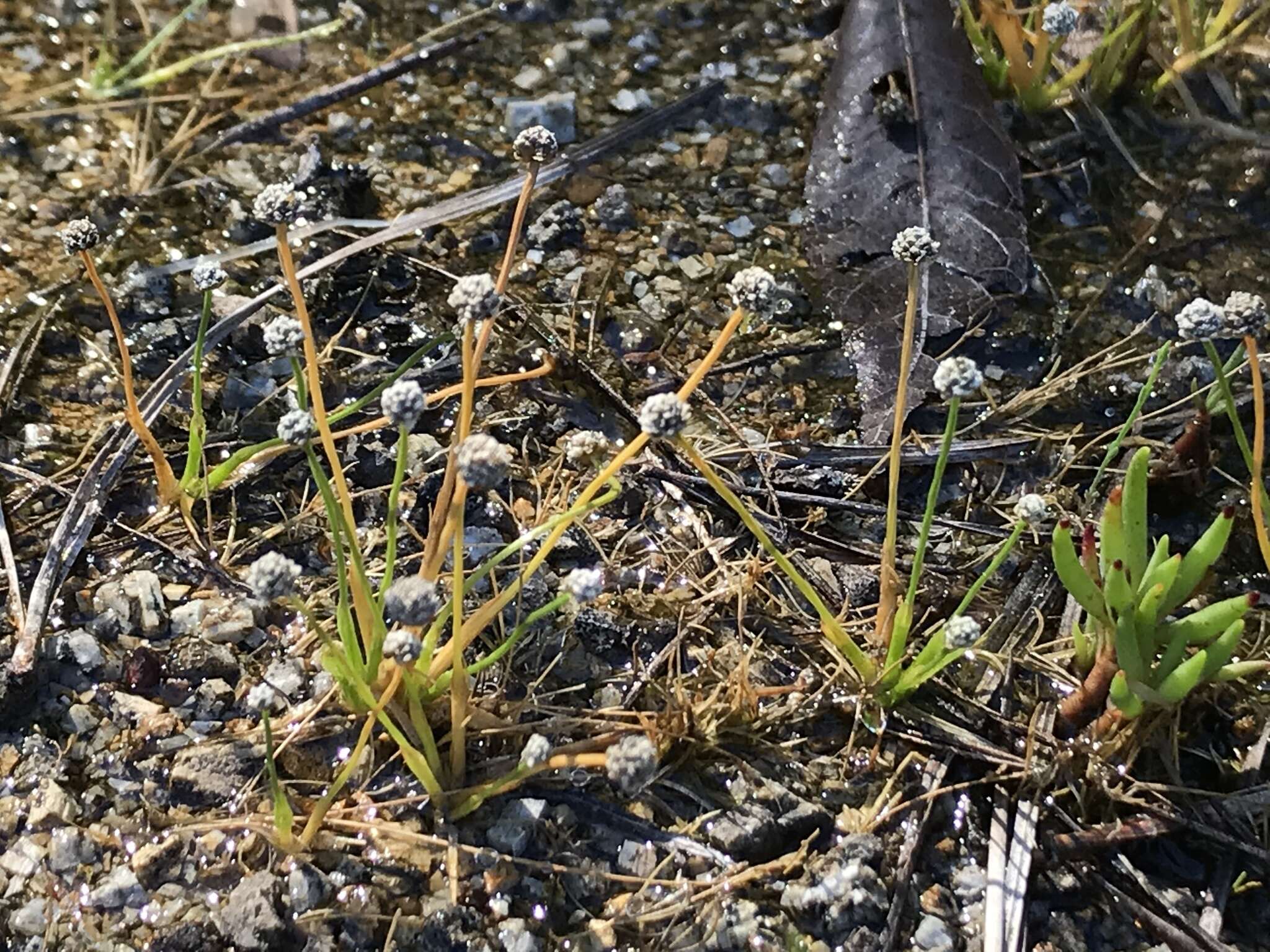 Image of Gulf Pipewort