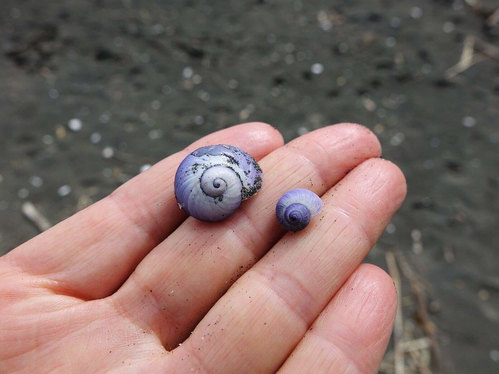 Image of bubble raft shell