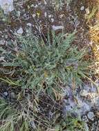 Image of Astragalus incanus subsp. incanus