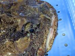 Image of Bigmouth sculpin