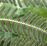 Image of Lacy Tree Fern