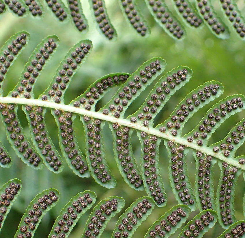 Image of Lacy Tree Fern