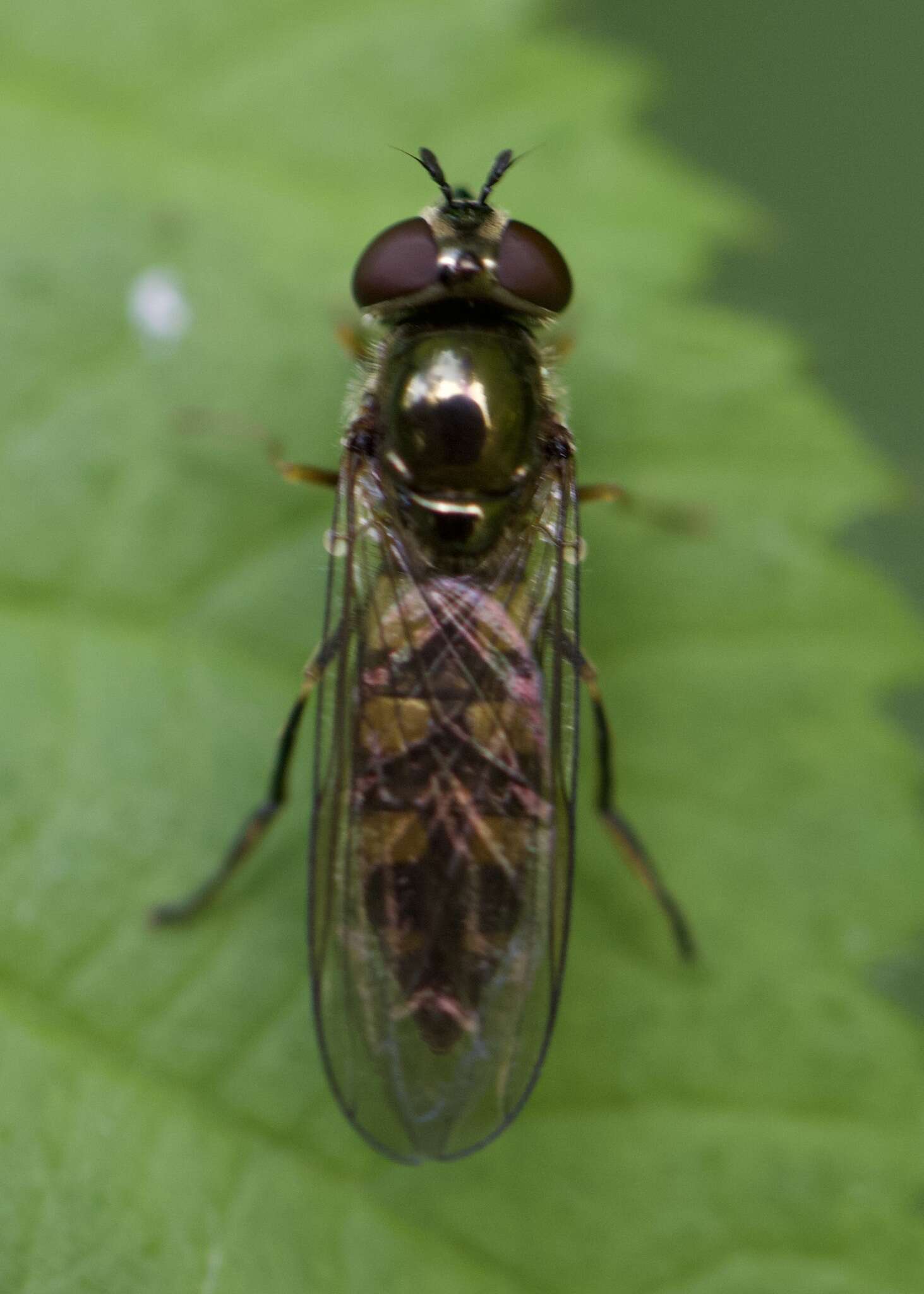 Image of <i>Platycheirus tarsalis</i>