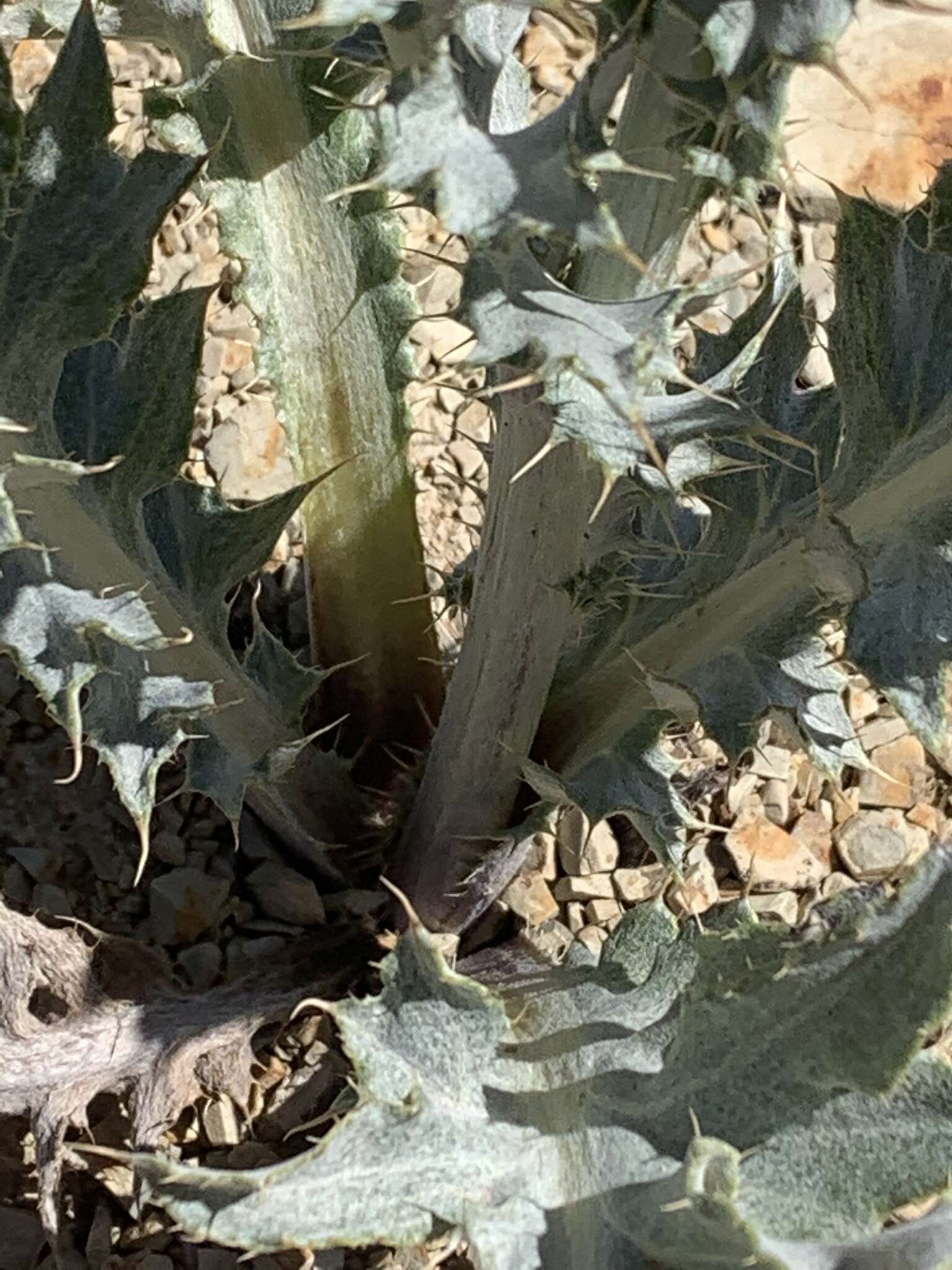 Image of Barneby's thistle