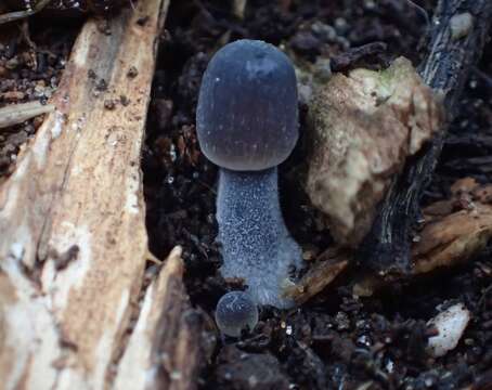 Imagem de Mycena leptocephala (Pers.) Gillet 1876