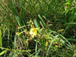 صورة Ludwigia bonariensis (Micheli) Hara