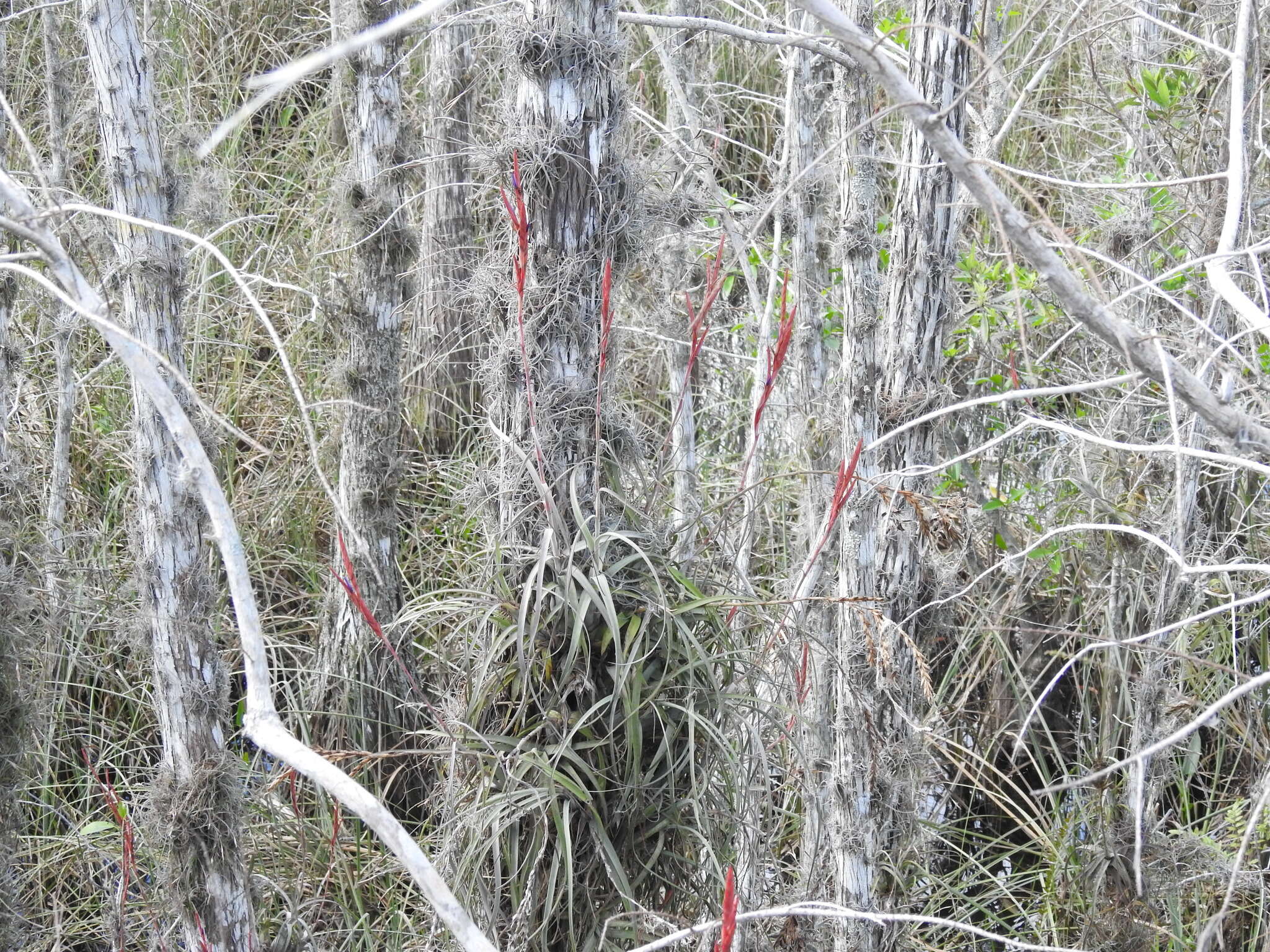 Plancia ëd Tillandsia balbisiana Schult. & Schult. fil.