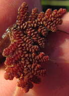 Image of Mexican Mosquito Fern