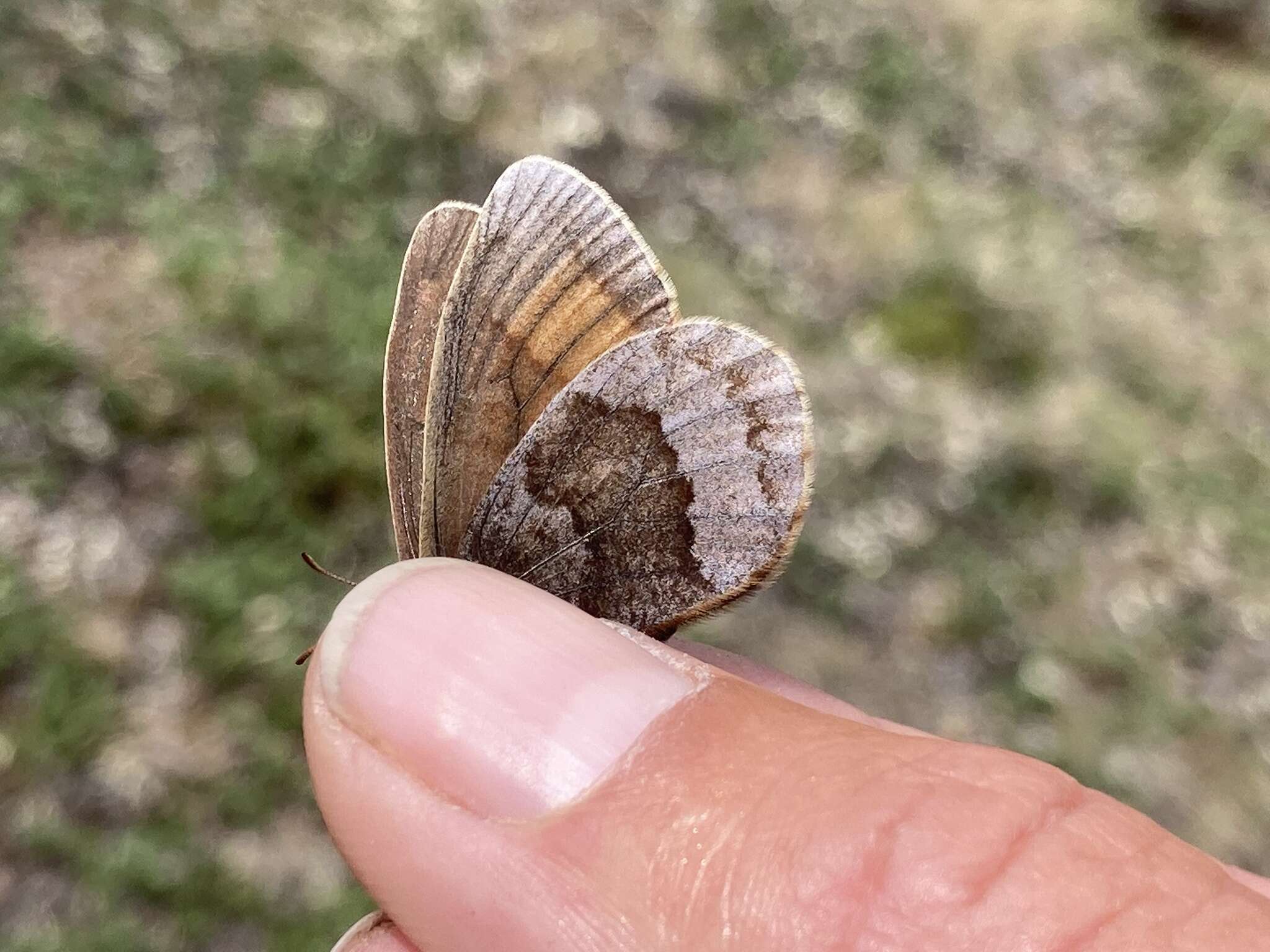 Erebia fasciata Butler 1868 resmi