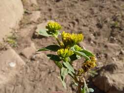 Image of coastal plain yellowtops