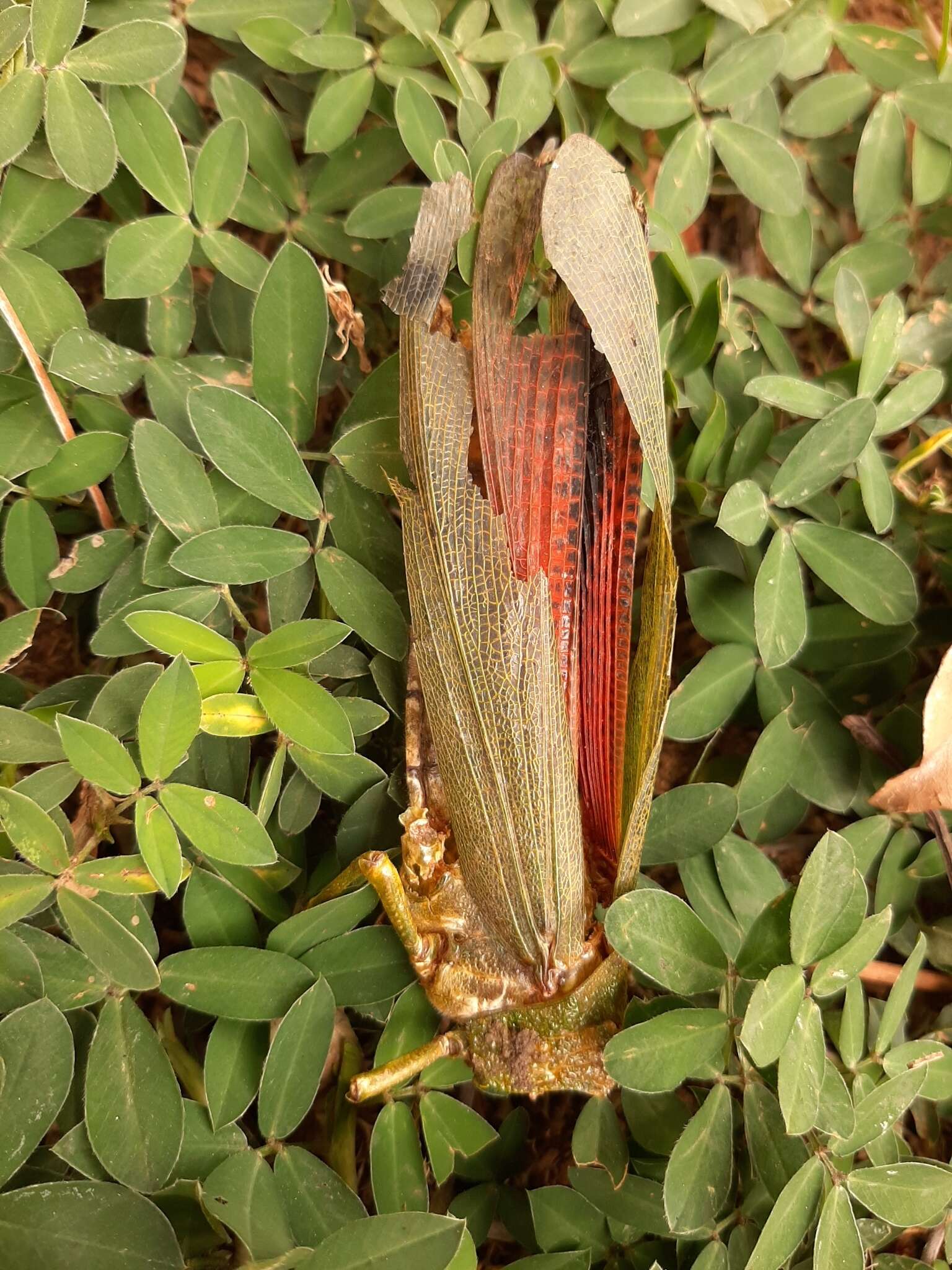 Image of Tropidacris cristata grandis (Thunberg 1824)