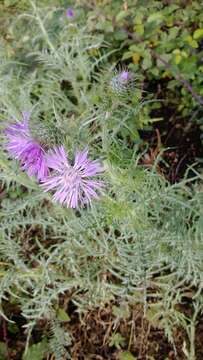 Image of Boar Thistle