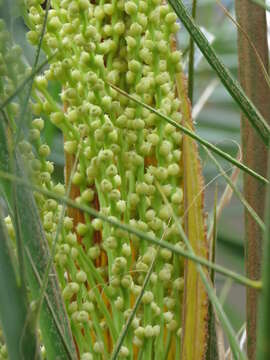 Image of pygmy date palm