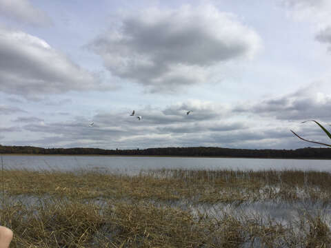 Image of Trumpeter Swan