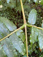 Image of Ptisana fraxinea (Sm.) Murdock