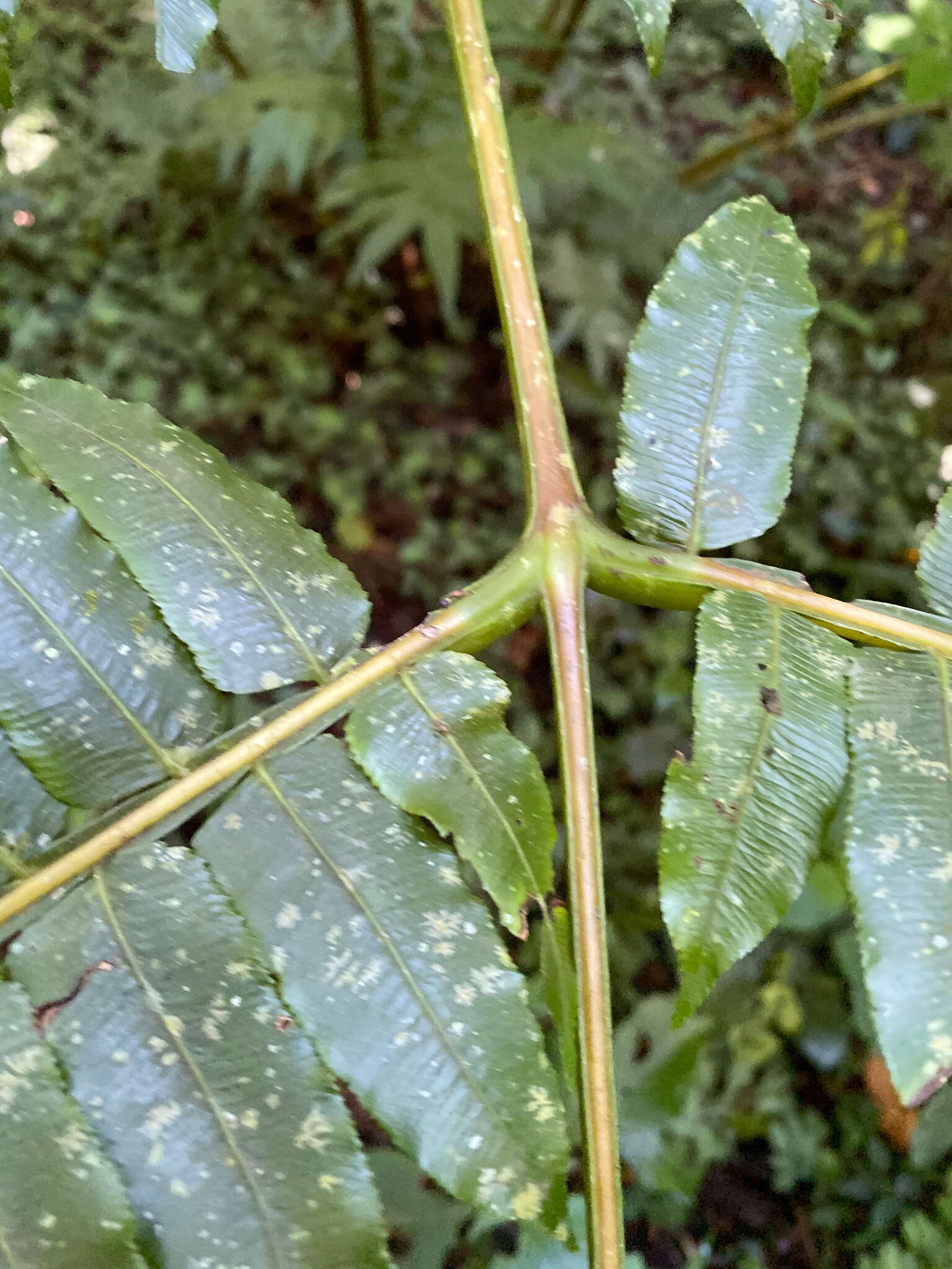 Image of Pitted Potato Fern