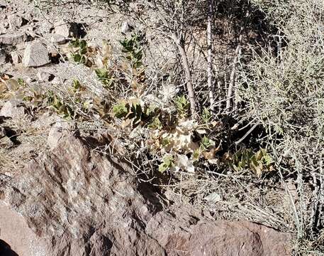 Image of hollyleaf bur ragweed