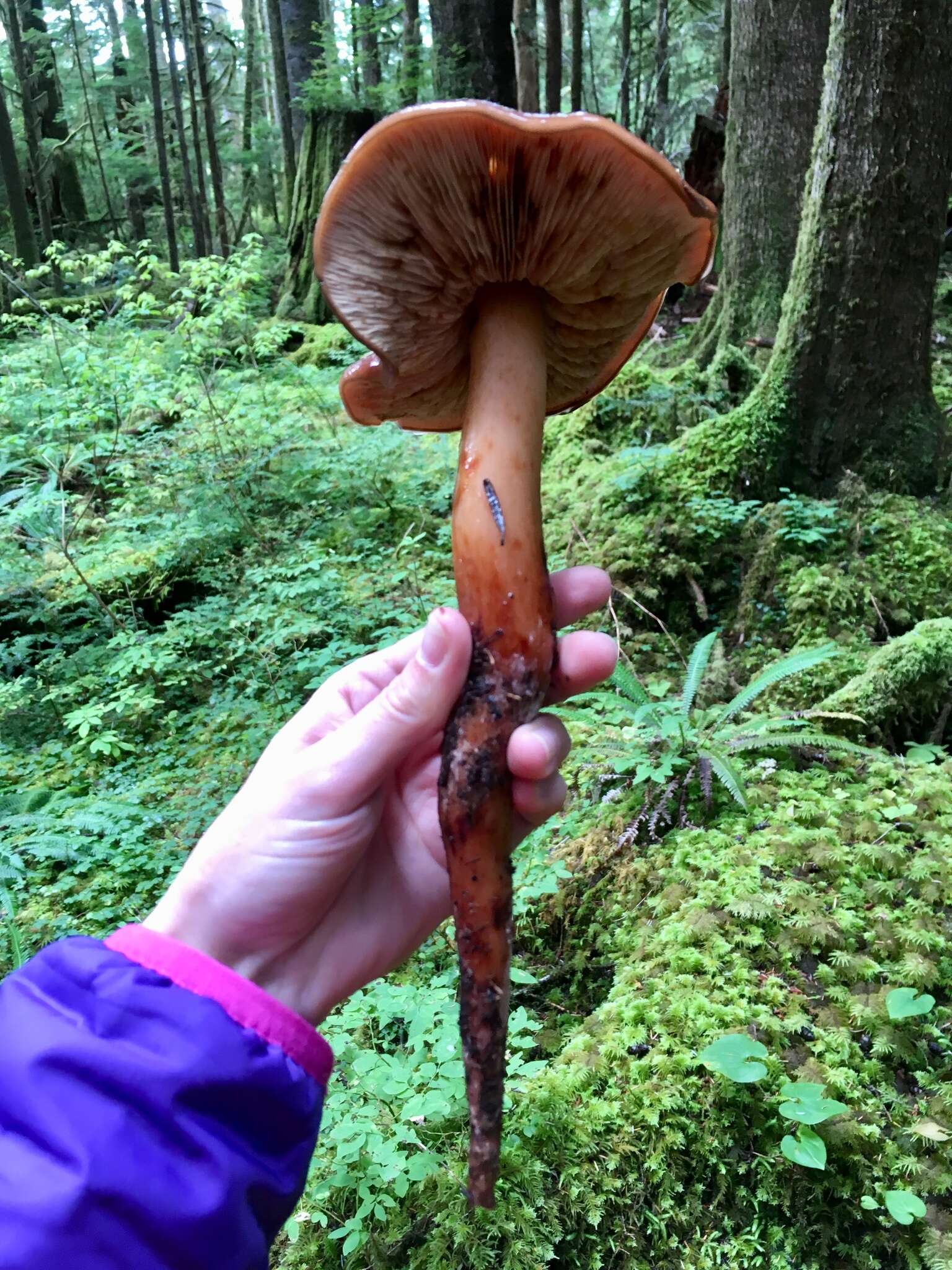 Phaeocollybia redheadii Norvell 2000 resmi