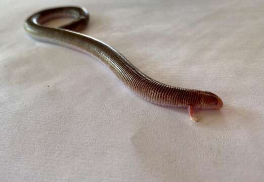 Image of Four-toed Worm Lizard