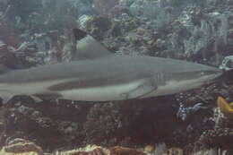 Image de Requin à pointes noires