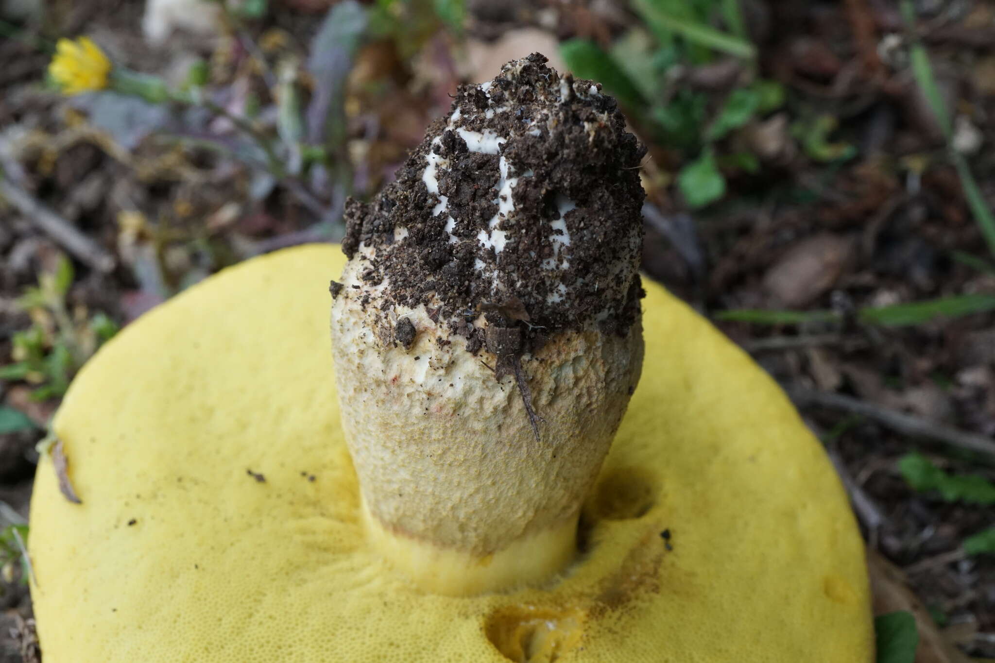 Image of Iodine bolete