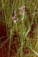 Image de Orchis de Traunsteiner