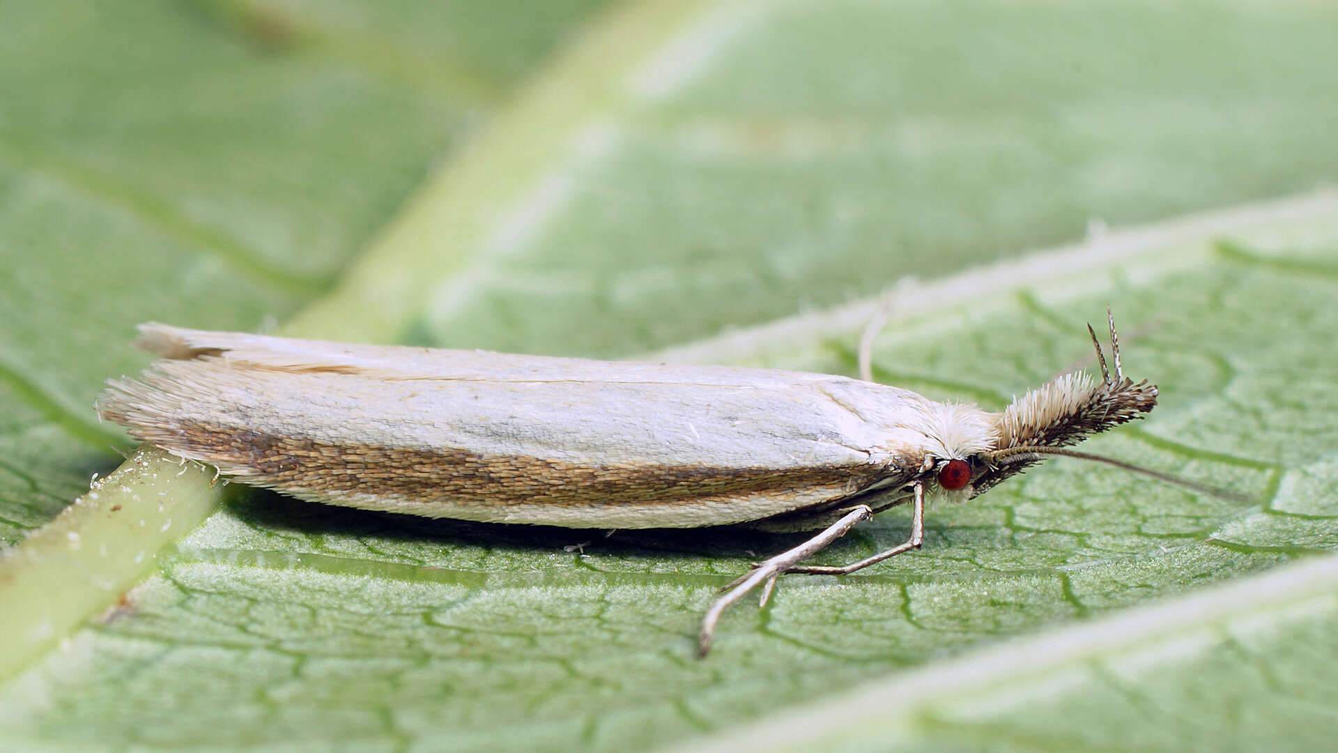 Image de Pleurota proteella Staudinger 1880