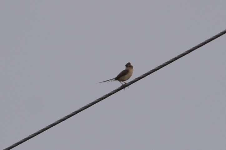 Plancia ëd Prinia inornata flavirostris (Swinhoe 1863)