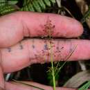 Image of Isachne rigidifolia (Poir.) Urb.