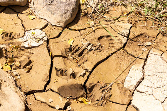 Image of Himalayan brown bear