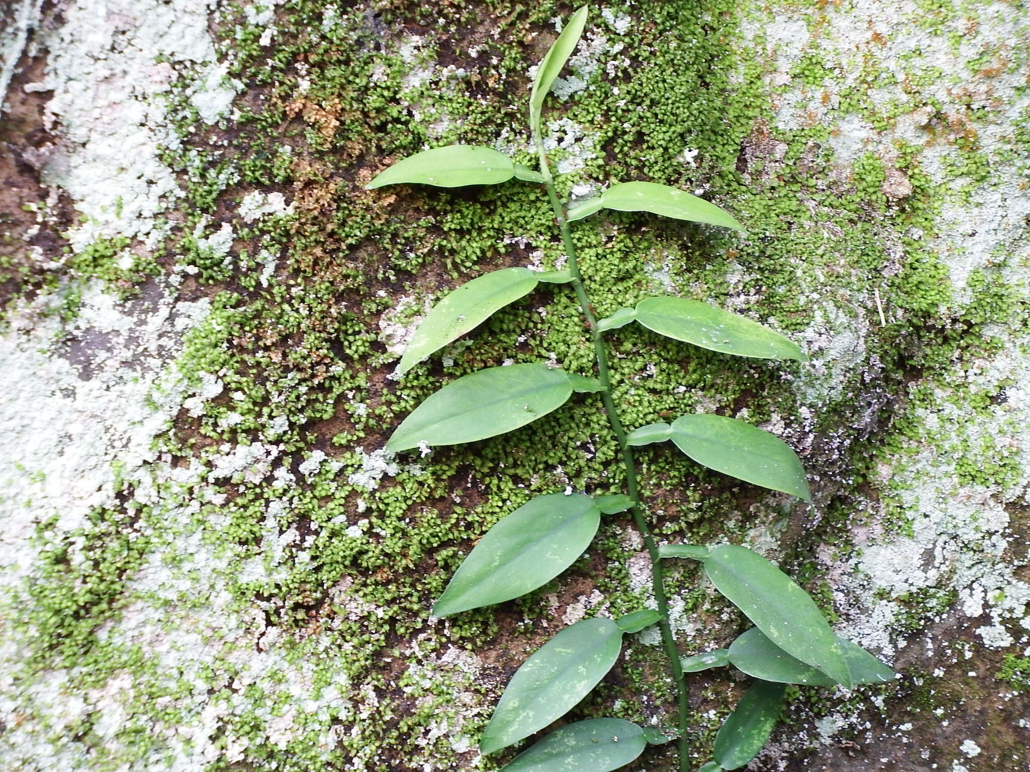 Image of Pothos chinensis (Raf.) Merr.