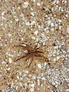 Image of Rabid Wolf Spider