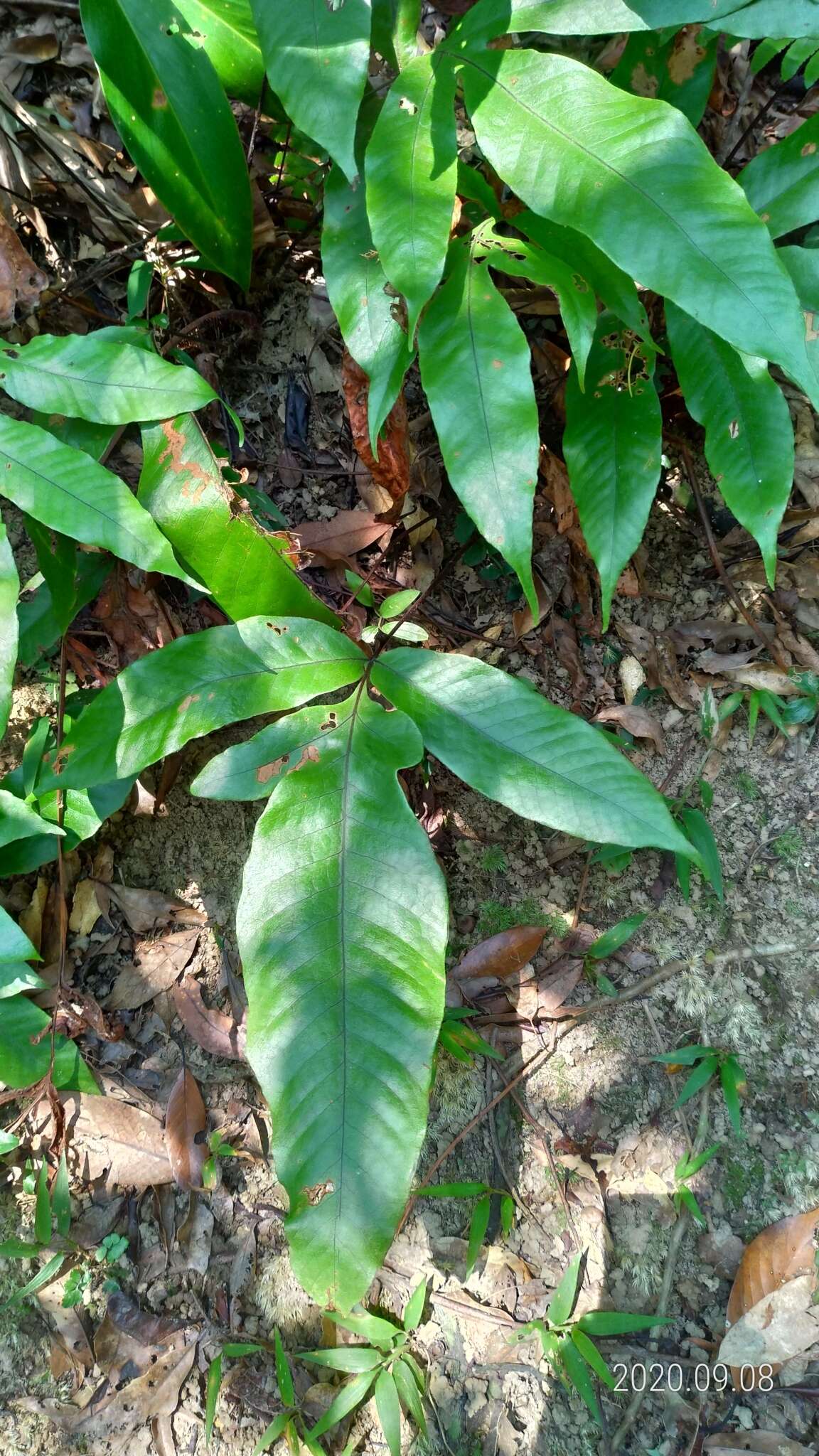 Image of Tectaria harlandii (Hook.) C. M. Kuo