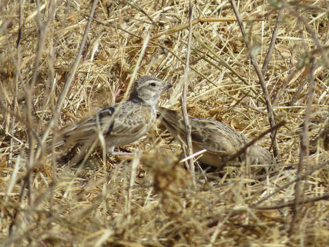 Image of Pink-billed Lark