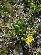 Image of Carey's balsamroot