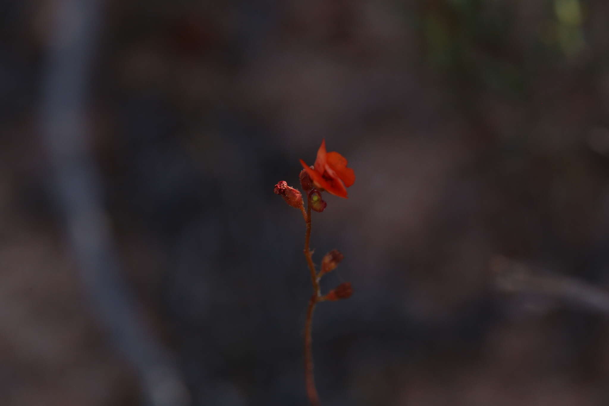 Image de Drosera echinoblastus N. Marchant & Lowrie