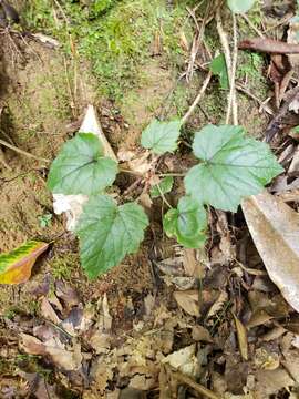 Image of heartleaf foamflower