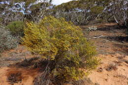 Image of Acacia wilhelmiana F. Muell.