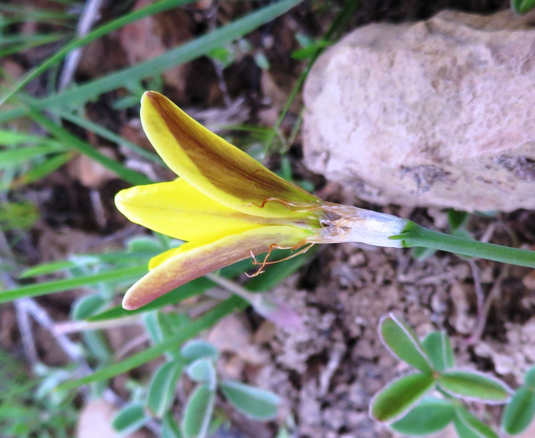 Image of Cape buttercup