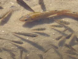 Image of Marsh killifish