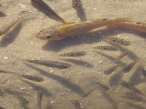 Image of Marsh killifish